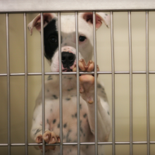 Image dog in pound cage