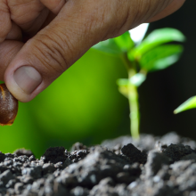 hand planting a seed among seedlings