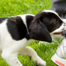puppy biting pant leg