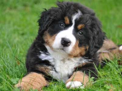 young dog lying in the grass