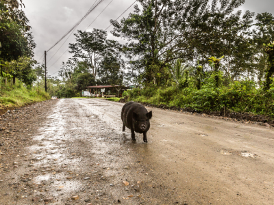photo of one pig running on a muddy country road