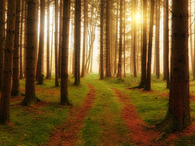 photo of a two-track trail through woods