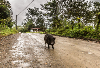 photo of one pig running on a muddy country road