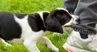 puppy biting pant leg