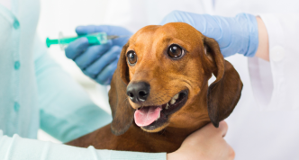 dog vaccine